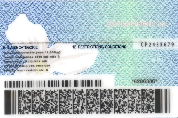 Buy Ontario fake ID front view online